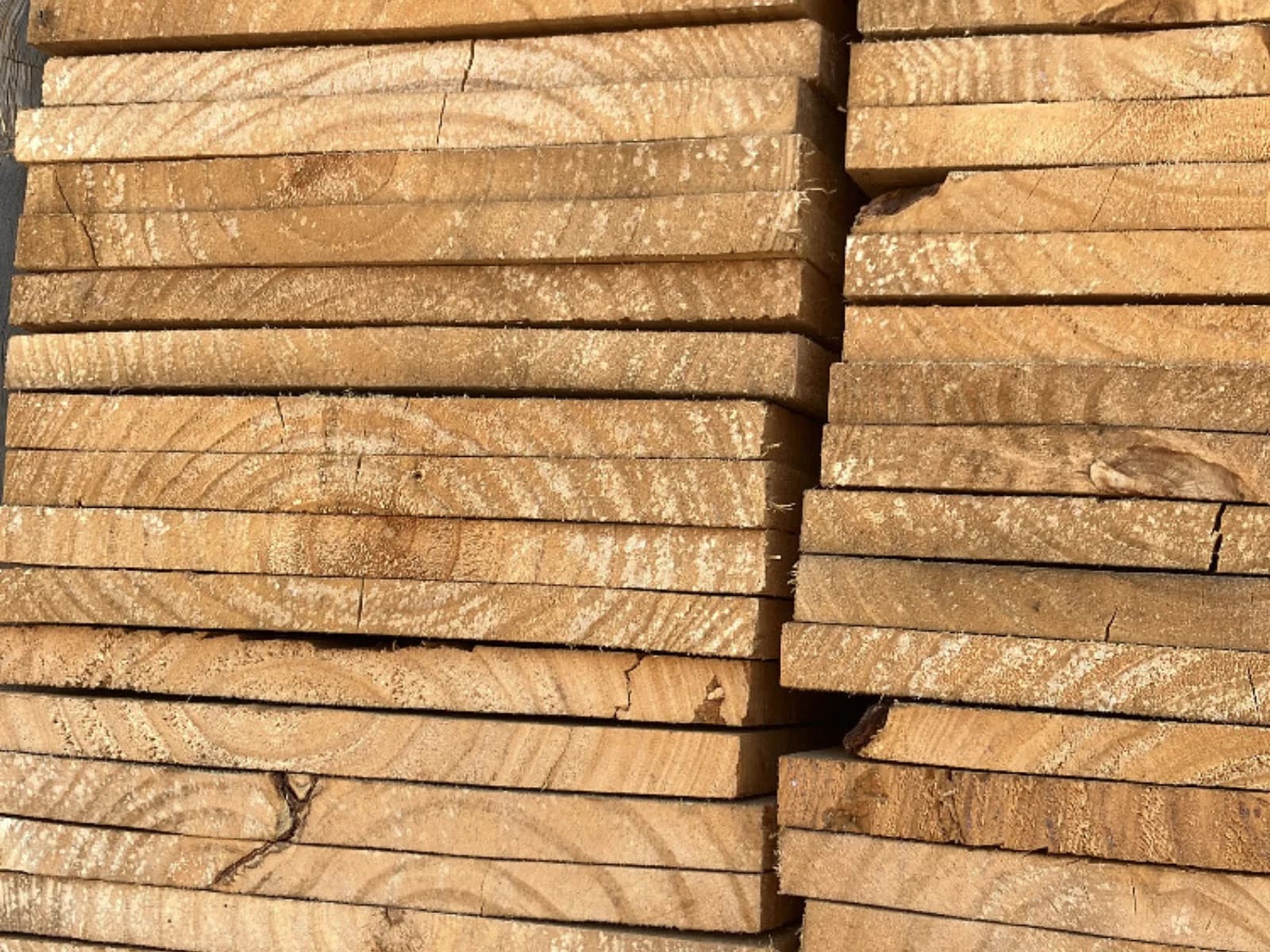 madeira pinus 01
